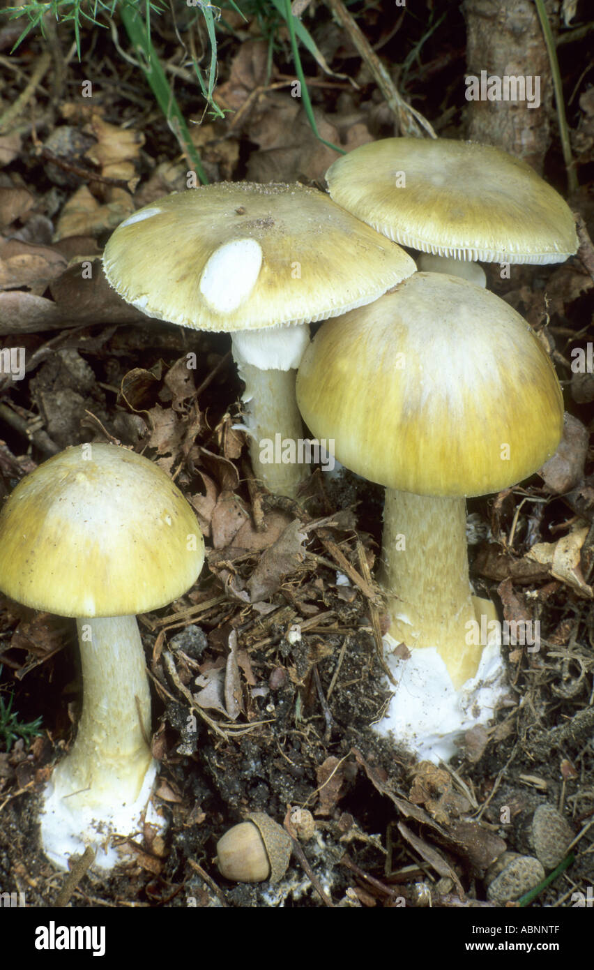 Death Cap mushroom, Amanita Phalloides, deadly poisonous fungus fungi mushrooms poison inedible England UK English plant plants Stock Photo