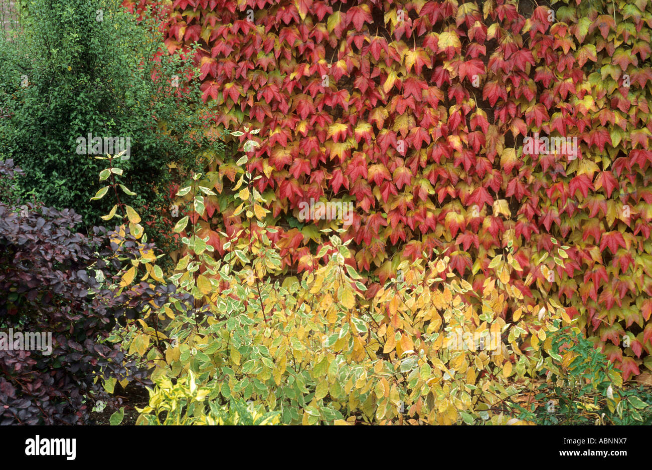 Parthenocissus tricuspidata, Autumn Border, Cornus Stock Photo