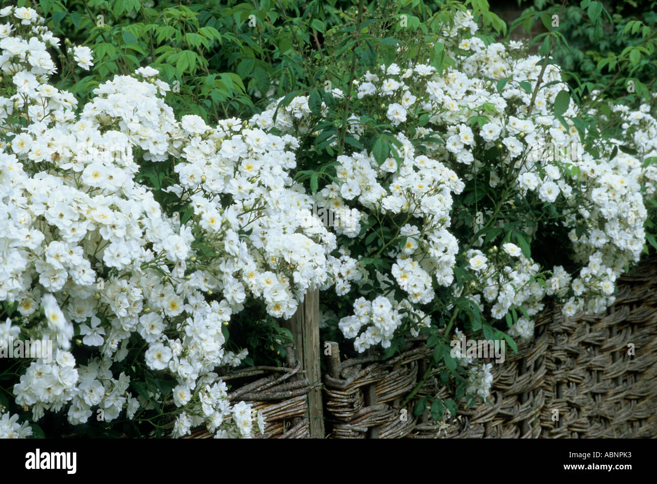 Rosa 'Rambling Rector', wattle fence, Mannington Hall, Norfolk Stock ...