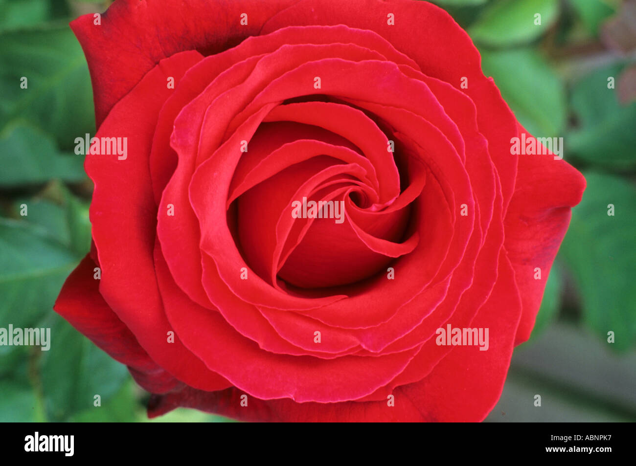 Rosa 'Royal William' Stock Photo - Alamy