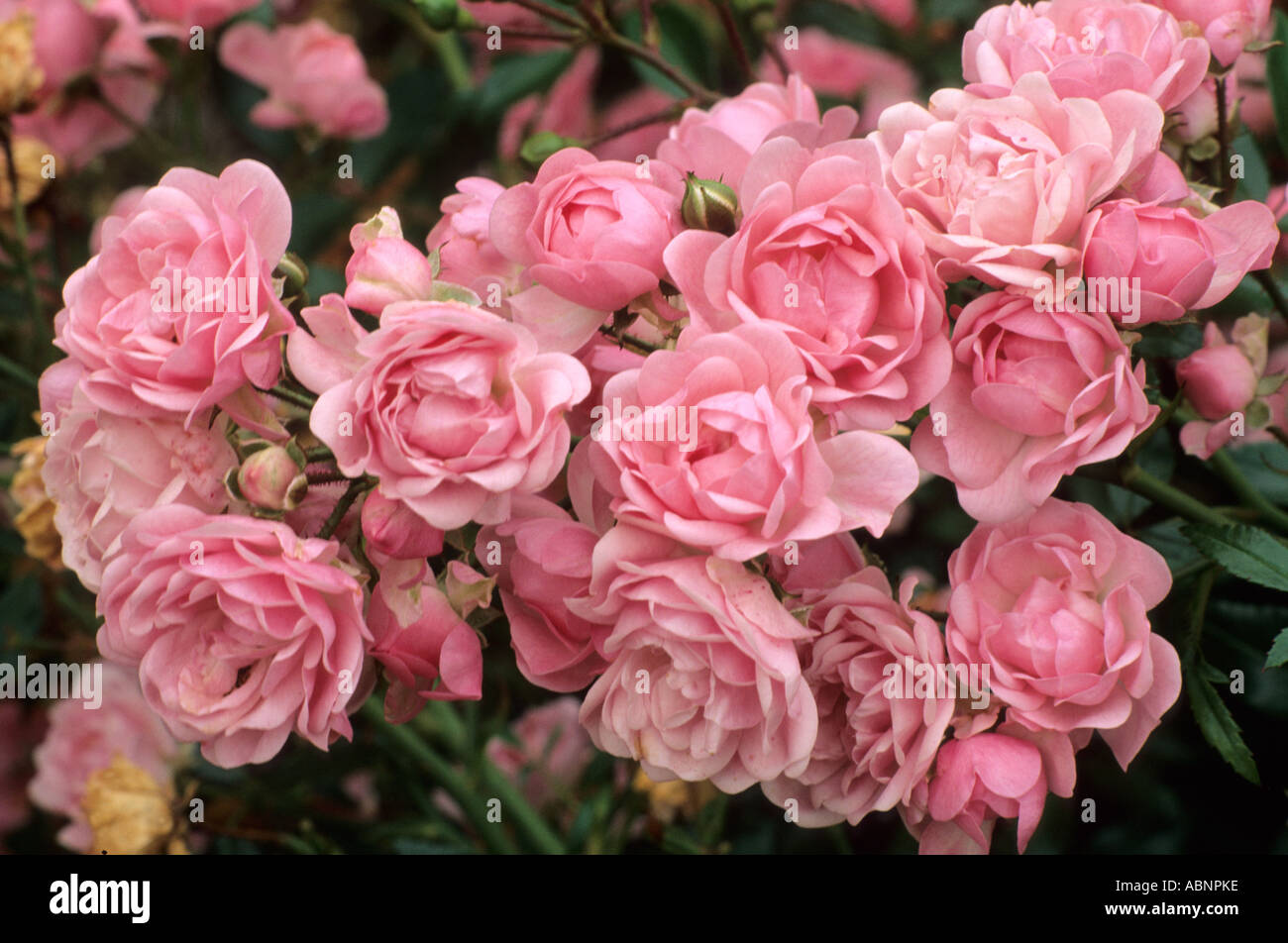 Rosa 'The Fairy', Polyantha Rose, pink roses Stock Photo