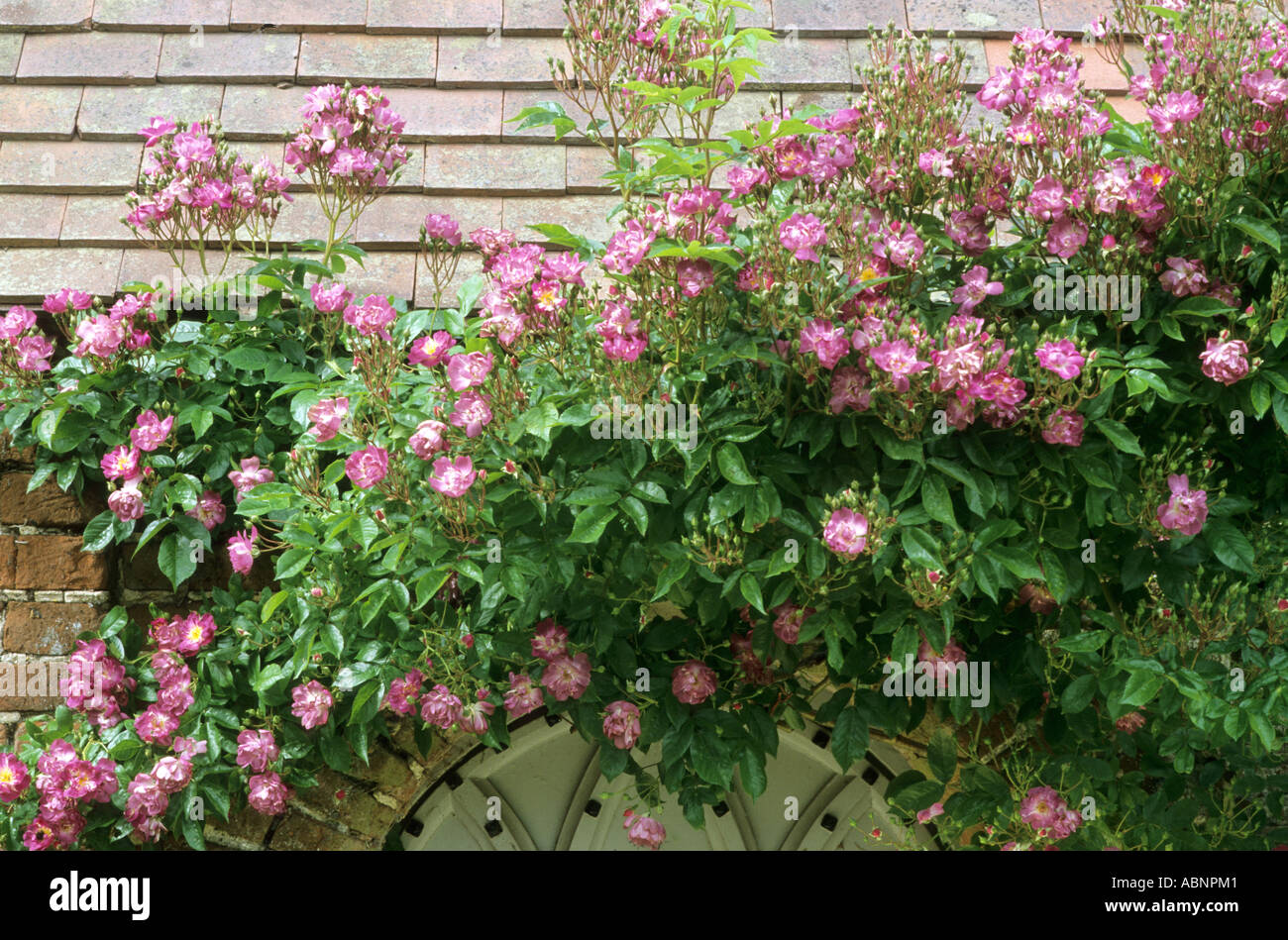 Rosa 'Veilchenblau', climbing roof, Mannington Hall, Norfolk Stock Photo