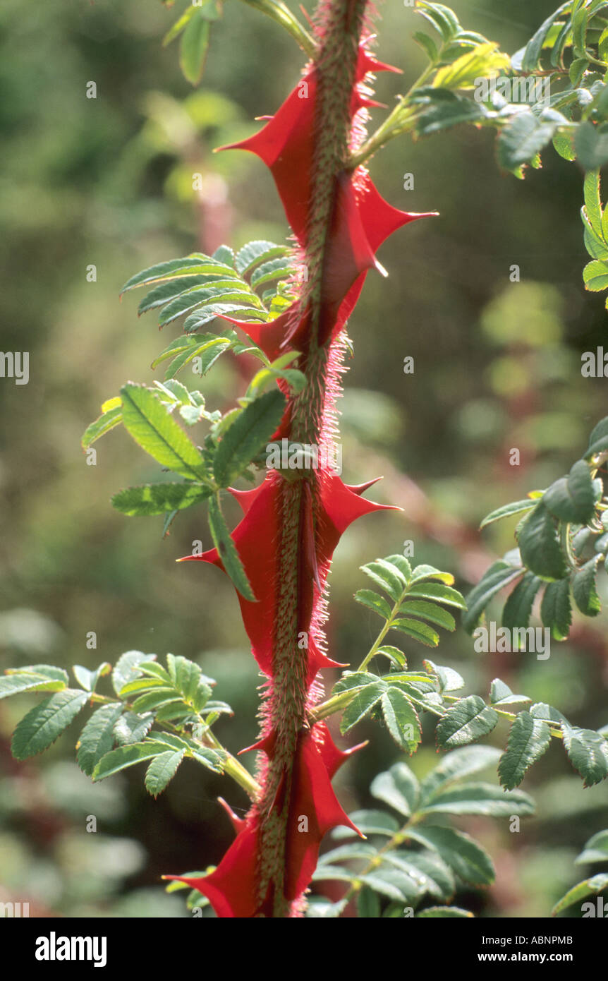 Rosa sericea pteracantha, red stem, rose Stock Photo - Alamy
