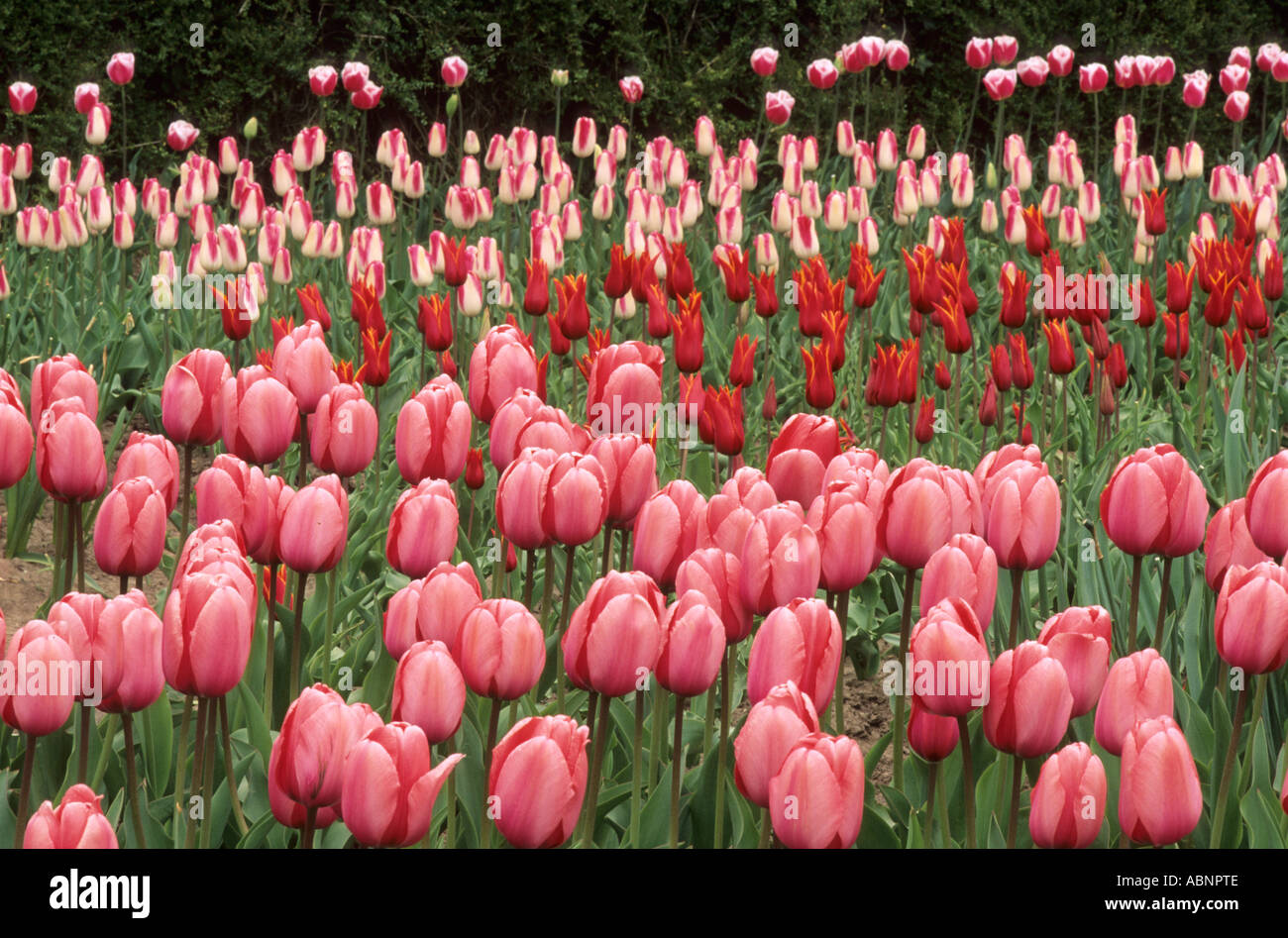 Tulip drift, Tulipa 'Pink Impression' in foreground Stock Photo