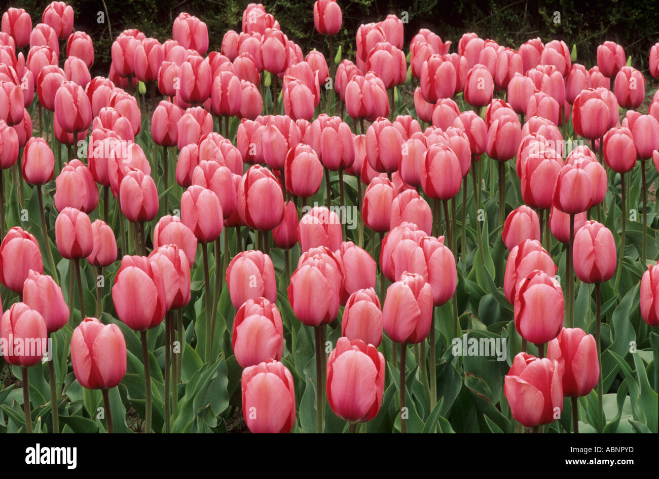 Tulipa Pink Impression div 4 Stock Photo