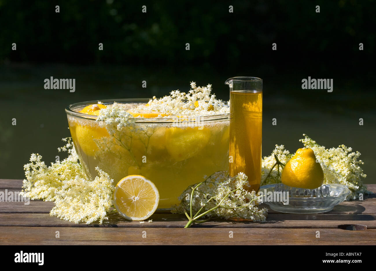 Bowl of Elderflower cordial drink in the making with flower heads
