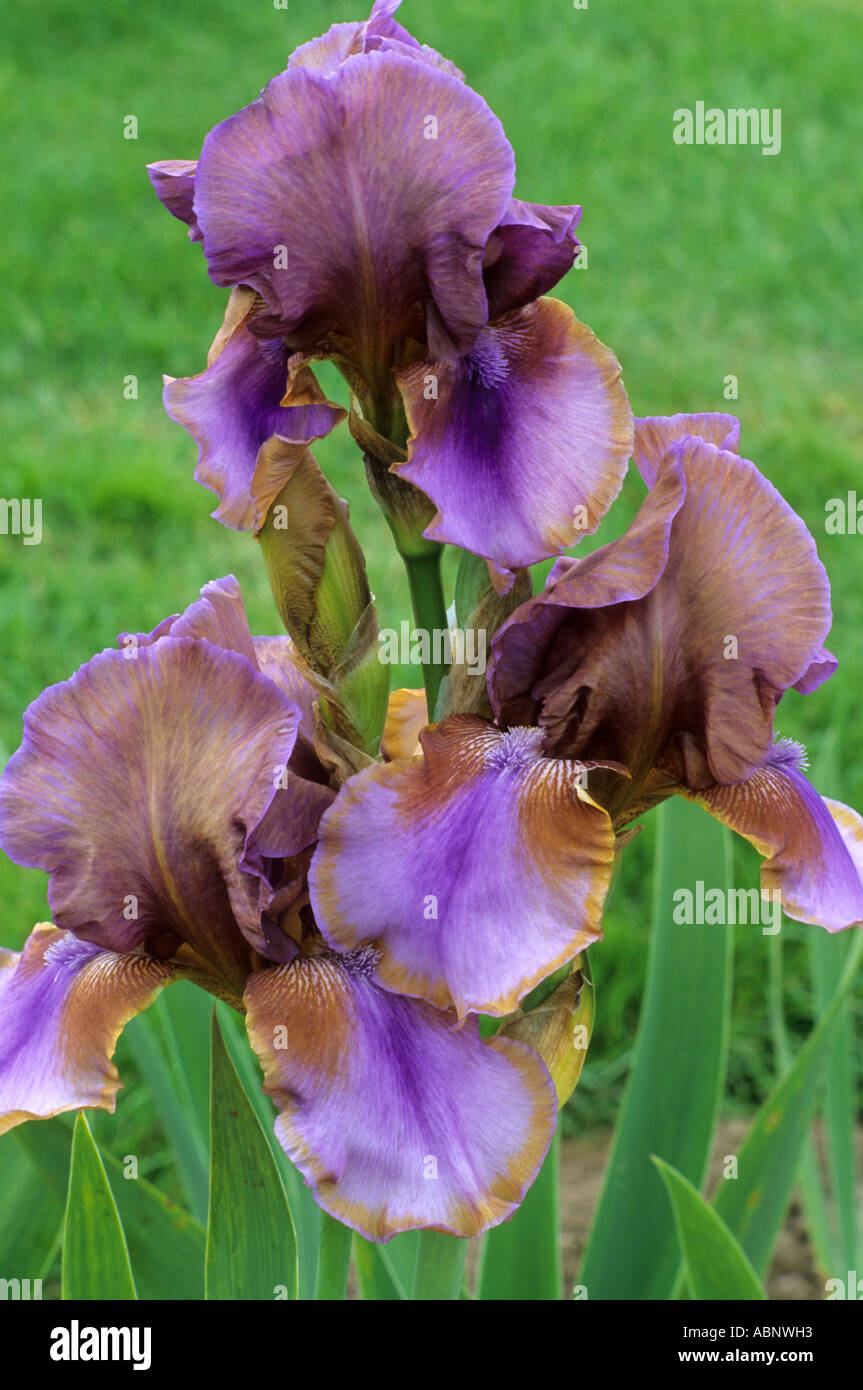 Iris 'Burnt Toffee', tall bearded Stock Photo