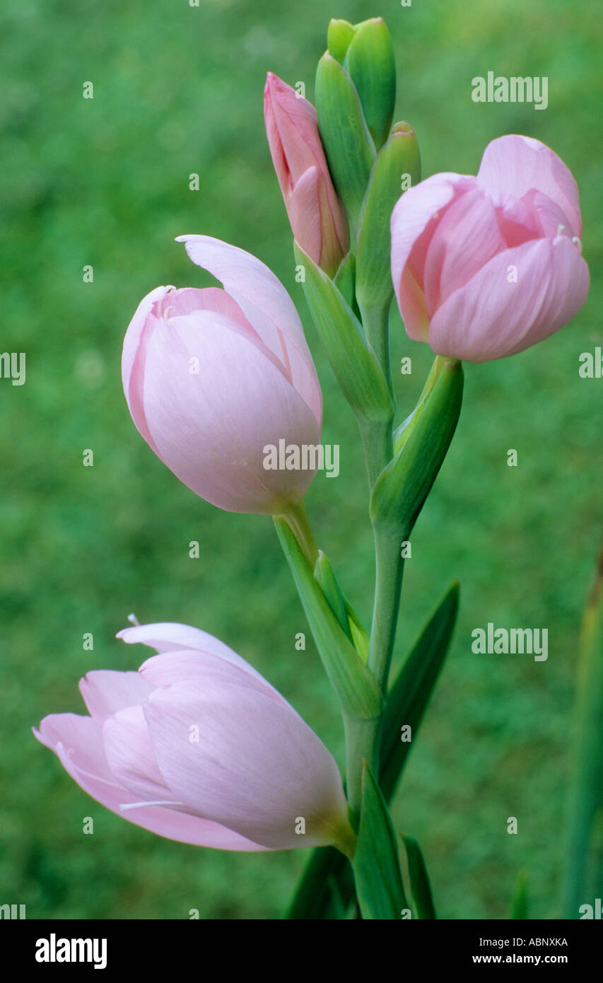 Schizostylis coccinea Jennifer, pink flower flowers garden plant plants  Kaffir Lily lillies Stock Photo - Alamy