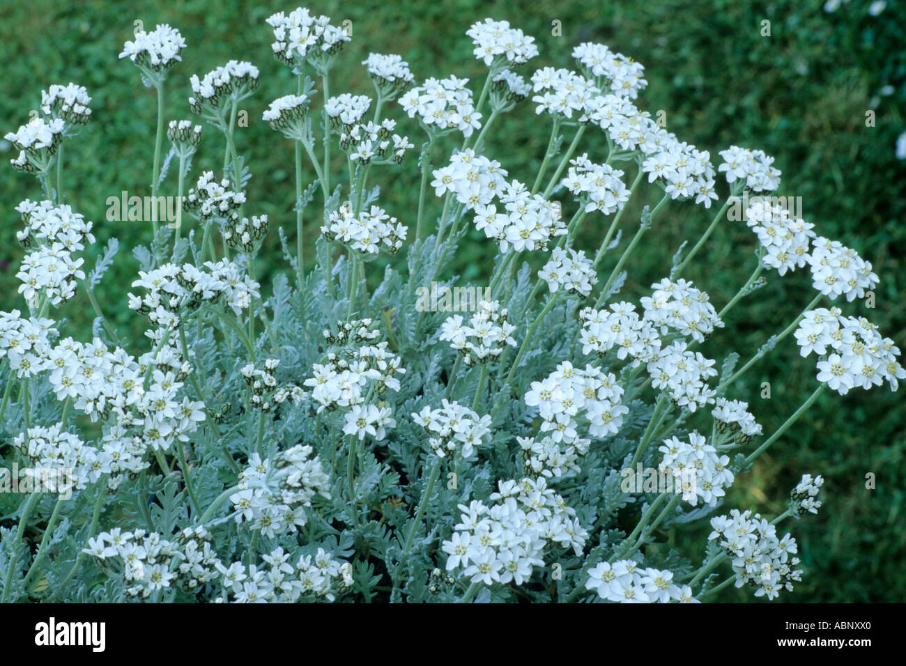Achillea x kolbiana, white flowers achilleas Stock Photo