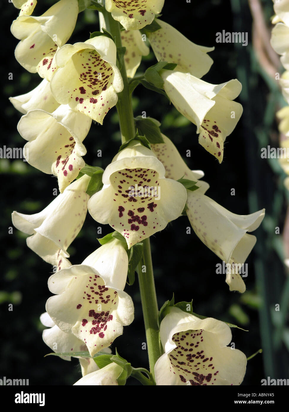 Foxglove Digitalis Carousel purpurea hybrid Stock Photo Alamy