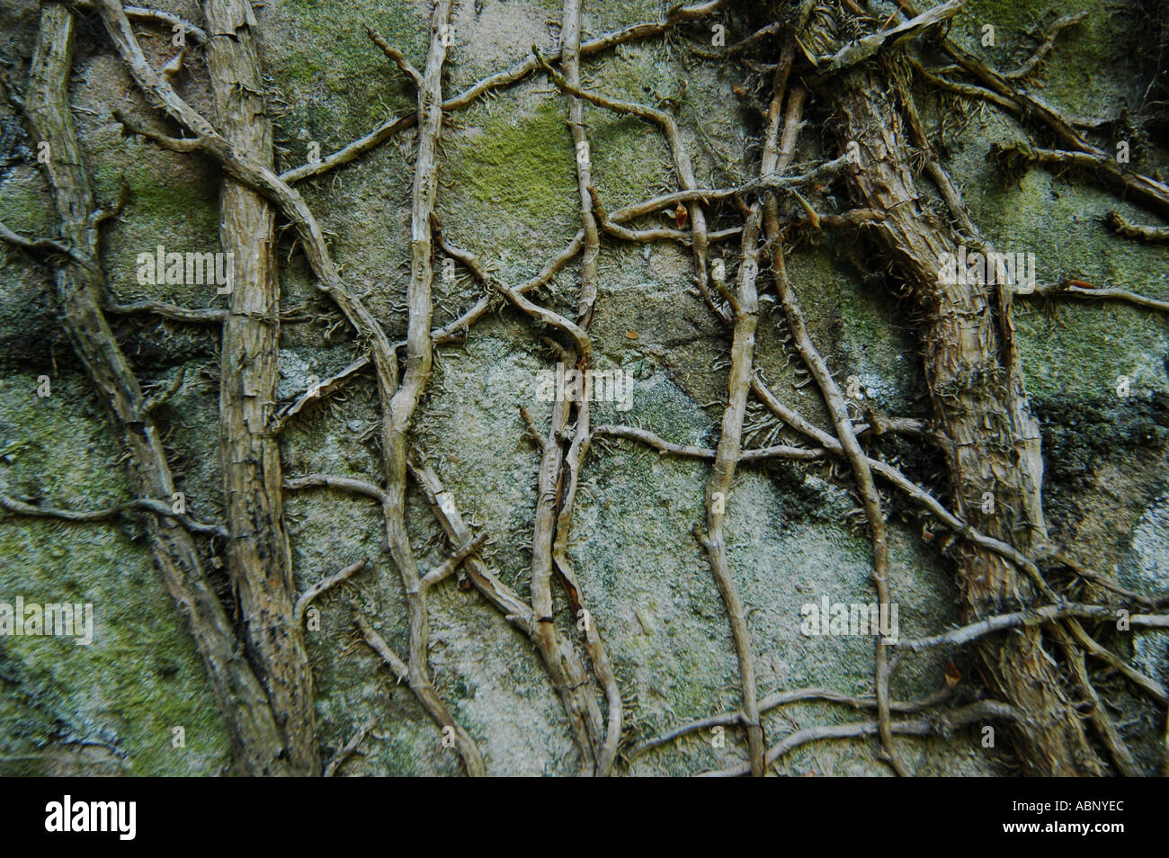 Dead ivy on a church wall Stock Photo