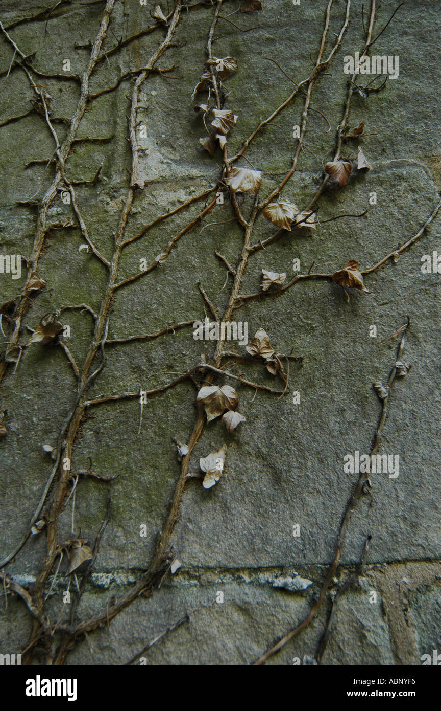 Dead ivy on a church wall Stock Photo