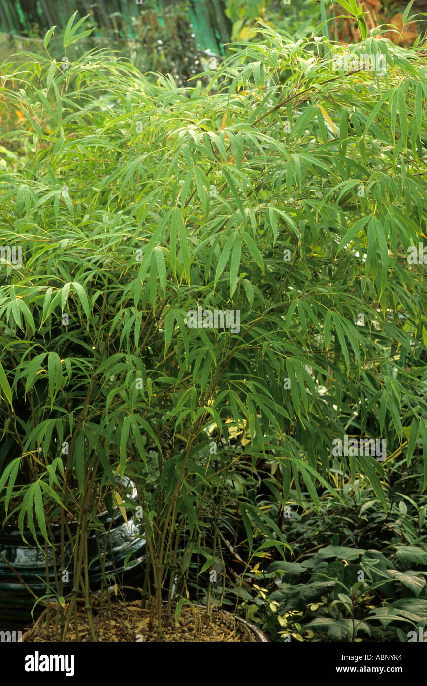 Chimonobambusa tumidissinoda, container,  planter, bamboo Stock Photo