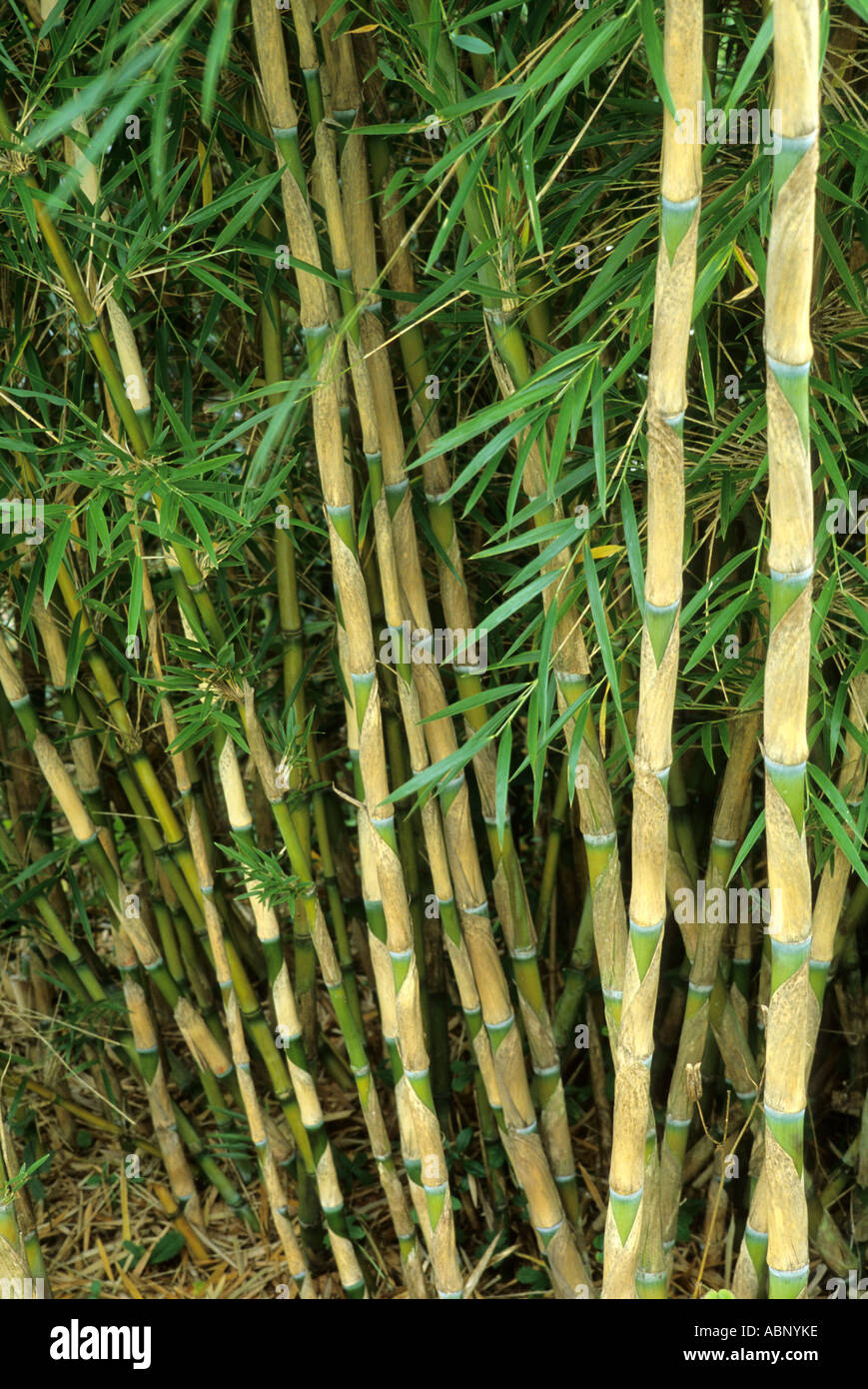 Chusquea culeou, Chilean Bamboo Stock Photo