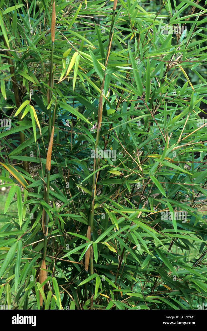 Fargesia anceps Pitt White Stock Photo Alamy