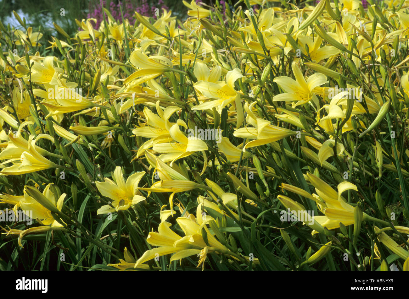Hemerocallis 'Citrina', mass planting Stock Photo