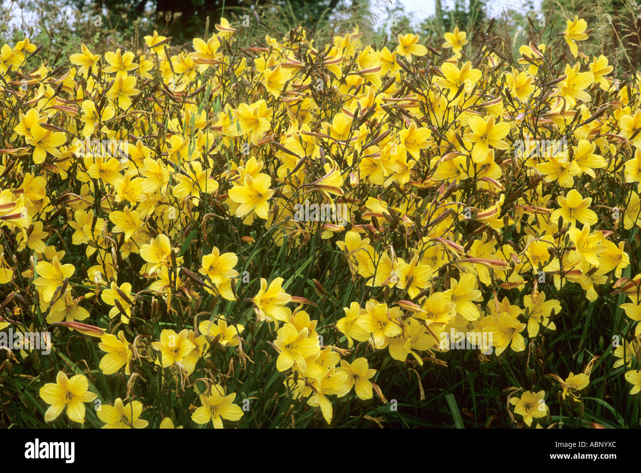 Hemerocallis 'Corky', yellow Day Lily, lilies mass planting, drift Stock Photo