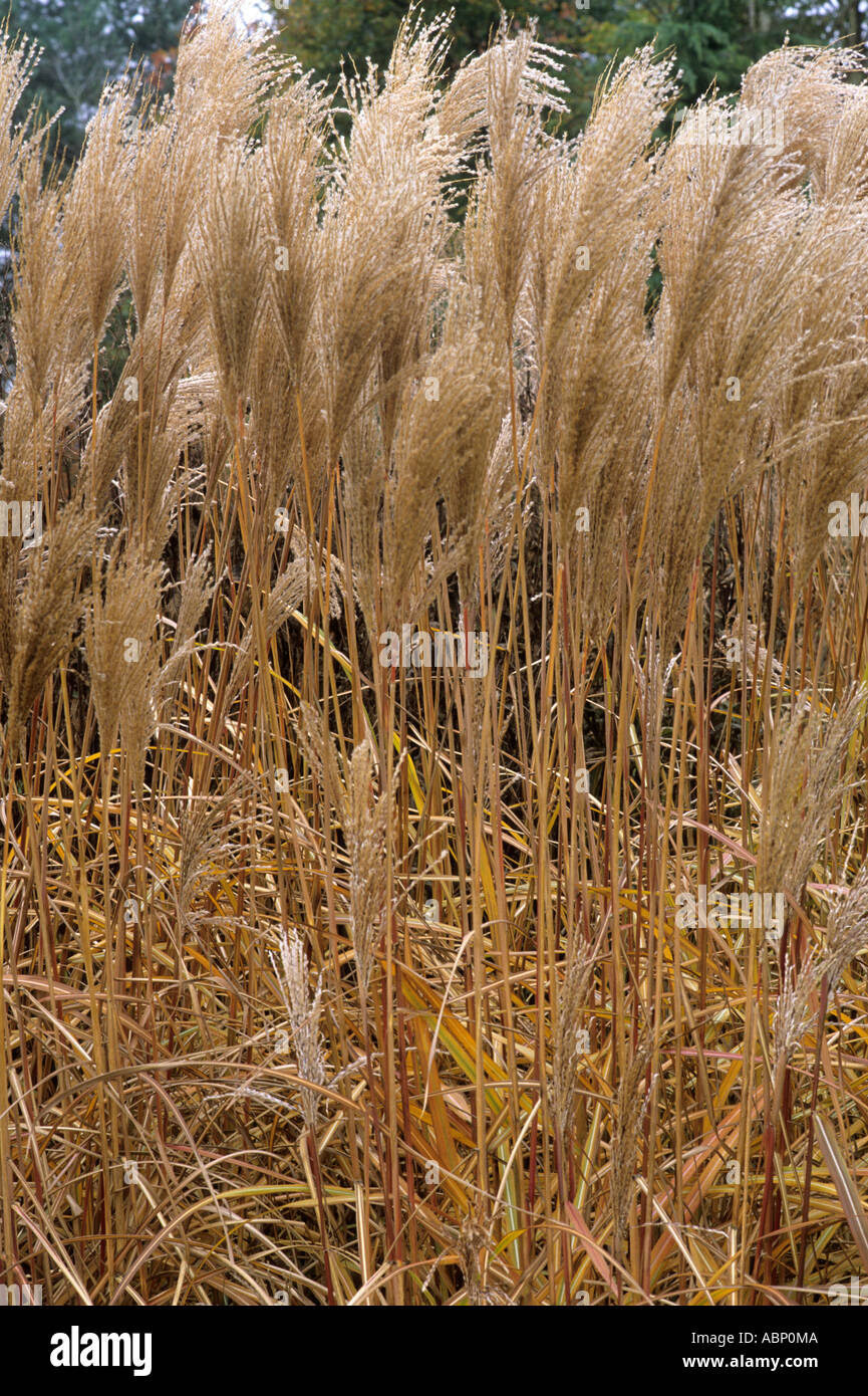 Miscanthus sinensis 'Malepartus', November, autumn colour, garden plant, grass grasses color Stock Photo
