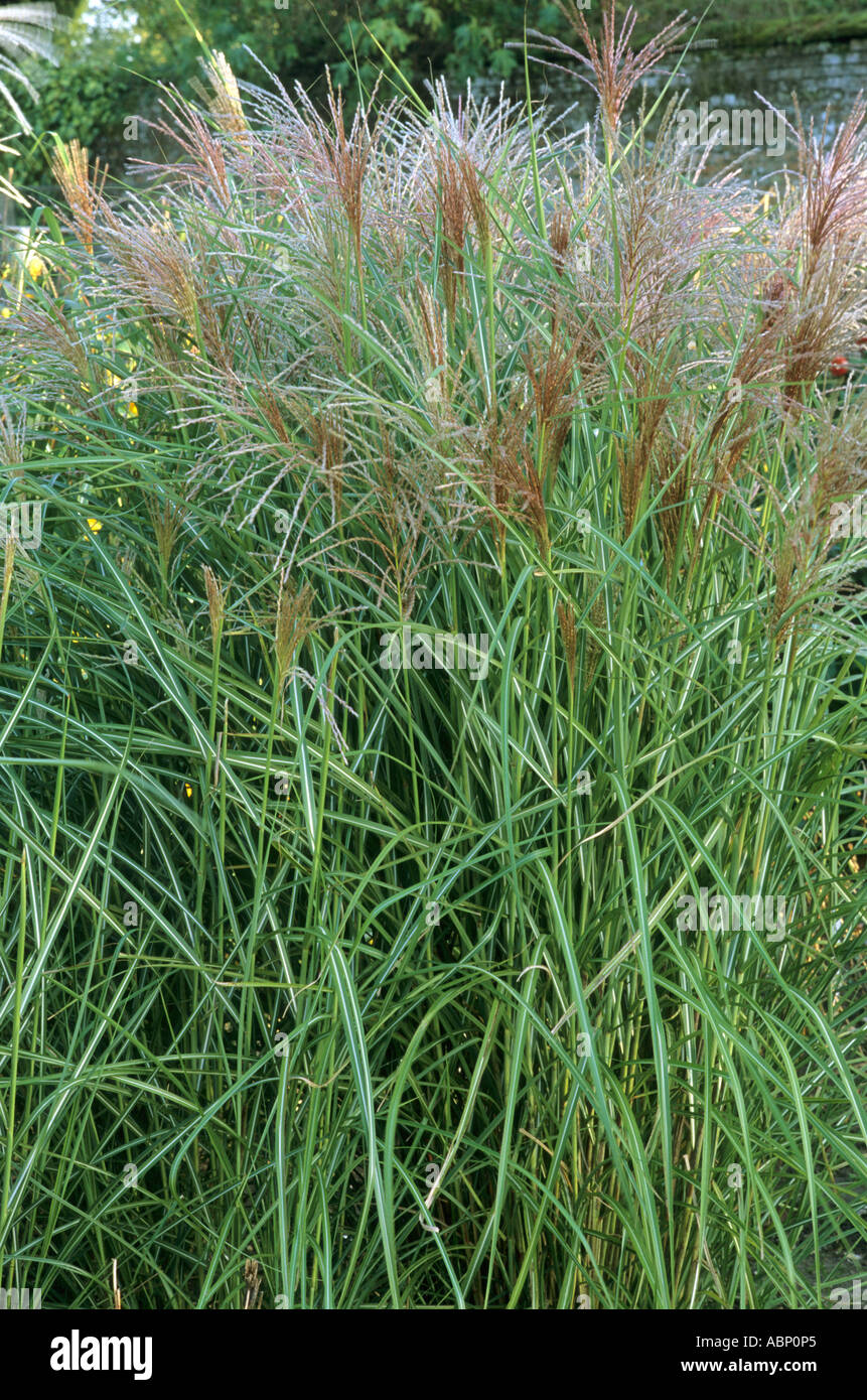 Miscanthus sinensis november sunset hires stock photography and images