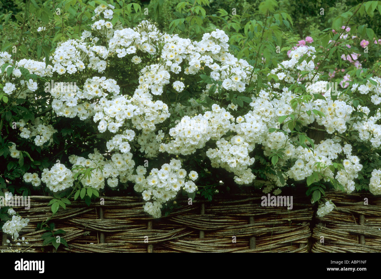 Rosa 'Rambling Rector', Wattle Fencing Stock Photo - Alamy