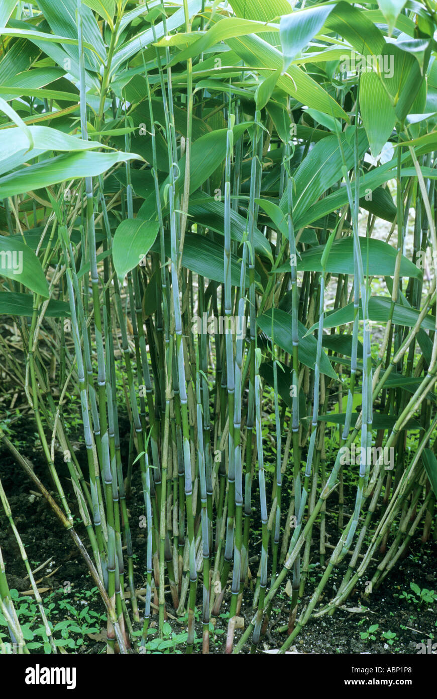 Sasa palmata f. nebulosa, evergreen bamboo bamboos Stock Photo