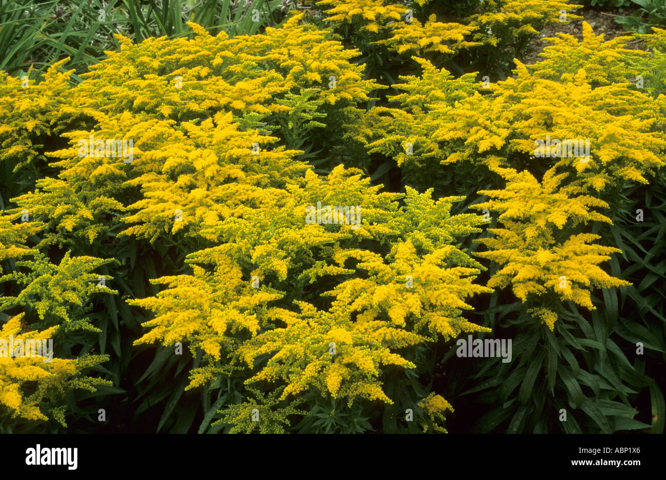 Rod golden solidago hi-res stock photography and images - Alamy