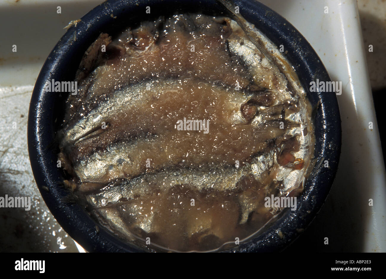 Anchovies of Menaica in brine Stock Photo Alamy
