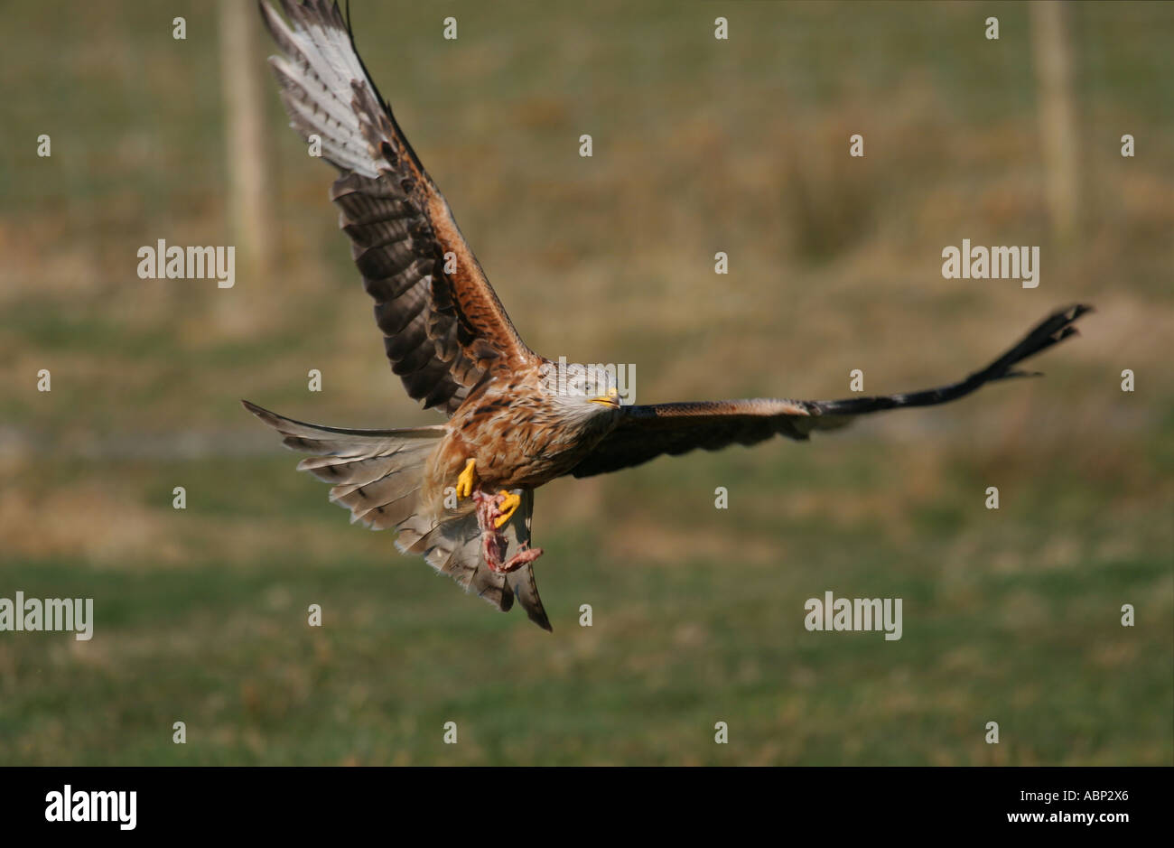 Red Kite picking up meat 2 Stock Photo