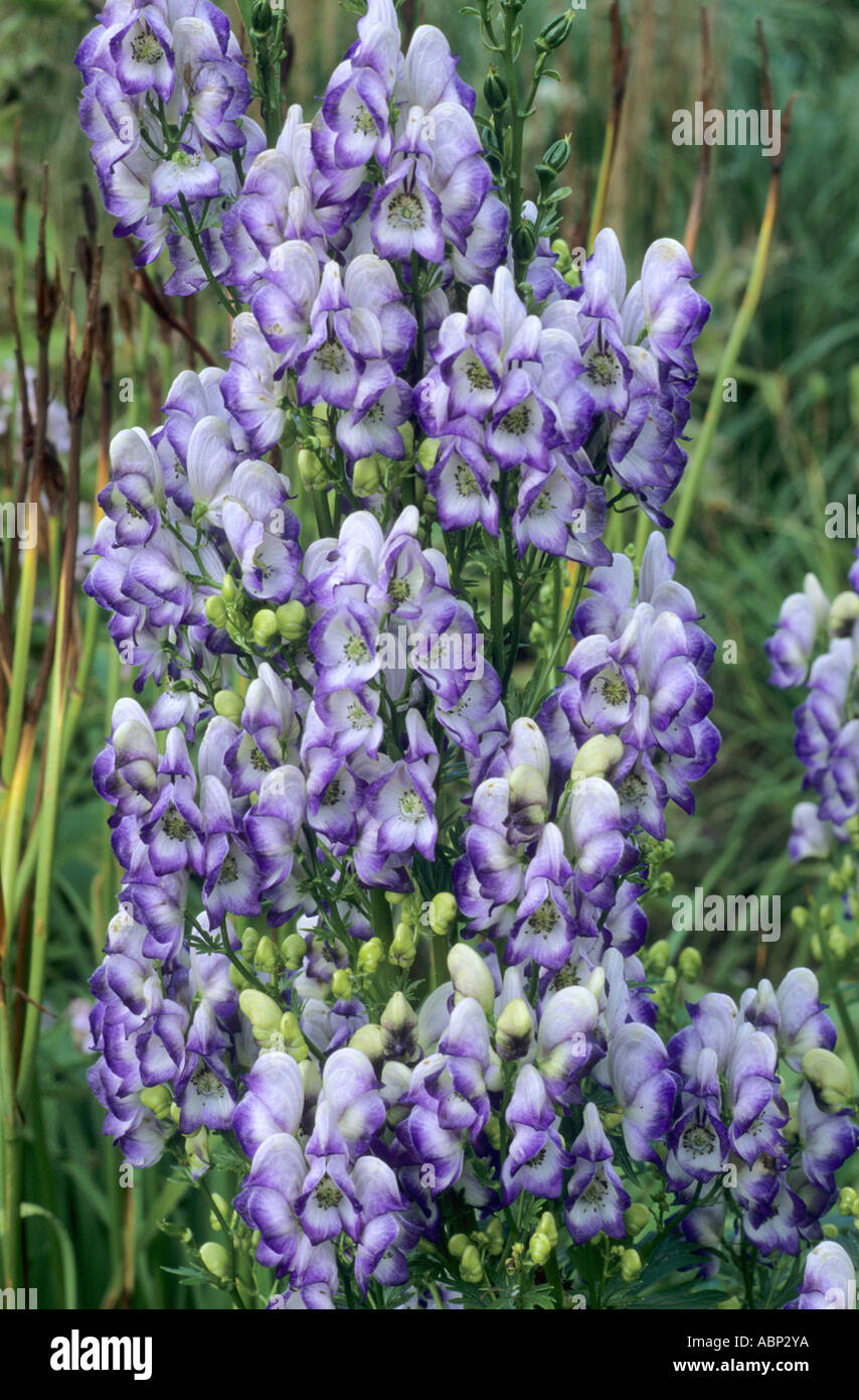 Aconitum x cammarum 'Bicolor', Monkshood, Wolf's Bane, blue and white flower aconitums Stock Photo