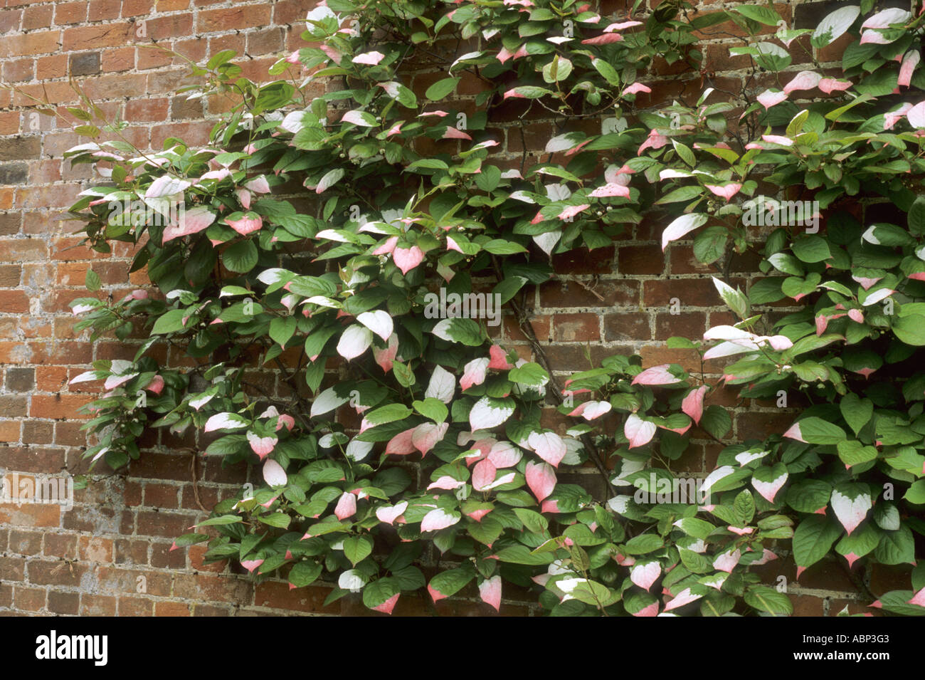 Actinidia kolomikta brick wall Stock Photo