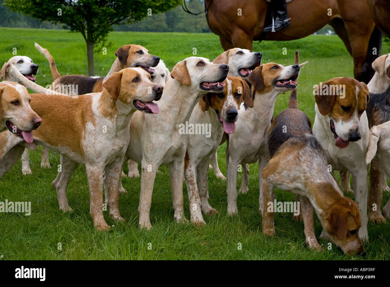 Foxhounds From The Craven Hunt at The Windsor Horse Show Berkshire May UK Stock Photo