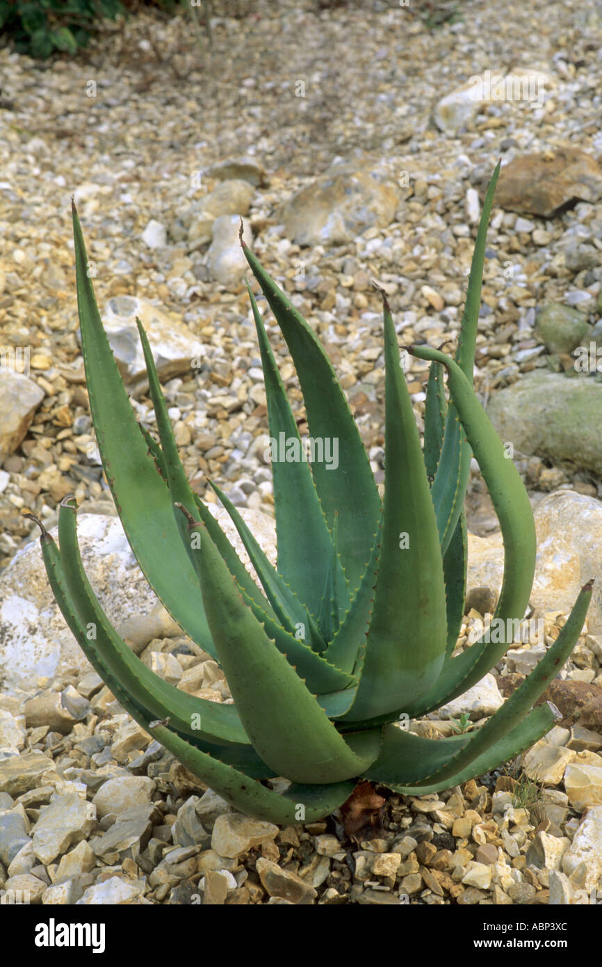 Aloe castanea hi-res stock photography and images - Alamy