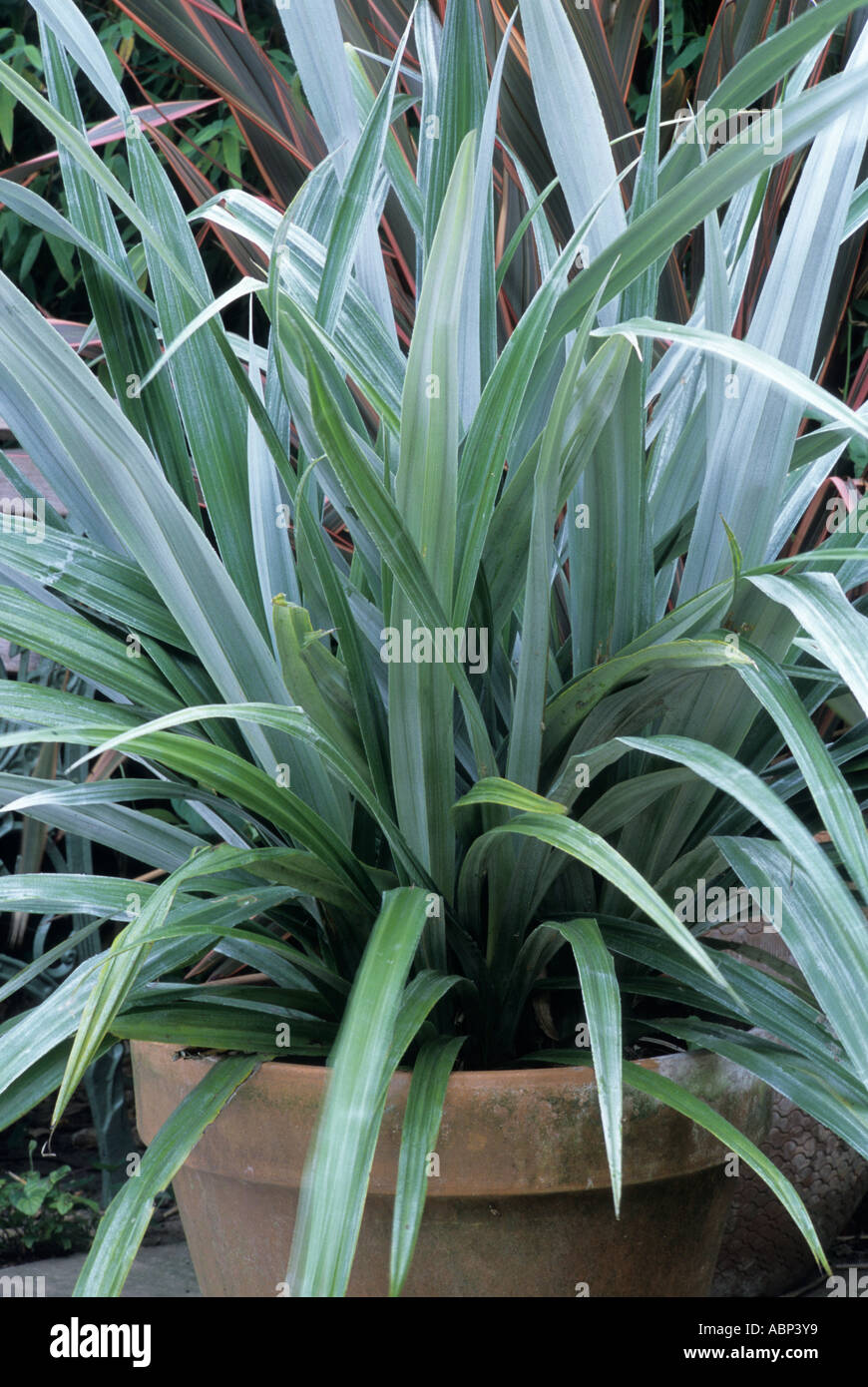 Astelia chathamica ,container, silver foliage plant plants garden containers pot pots astelias containers Stock Photo