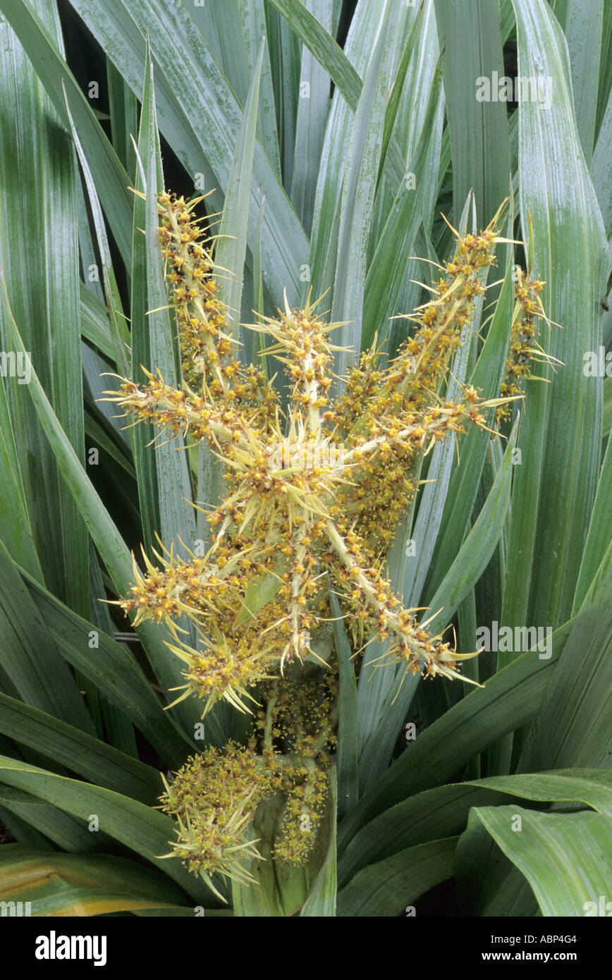 Astelia chathamica syn A c Silver Spear flower Stock Photo