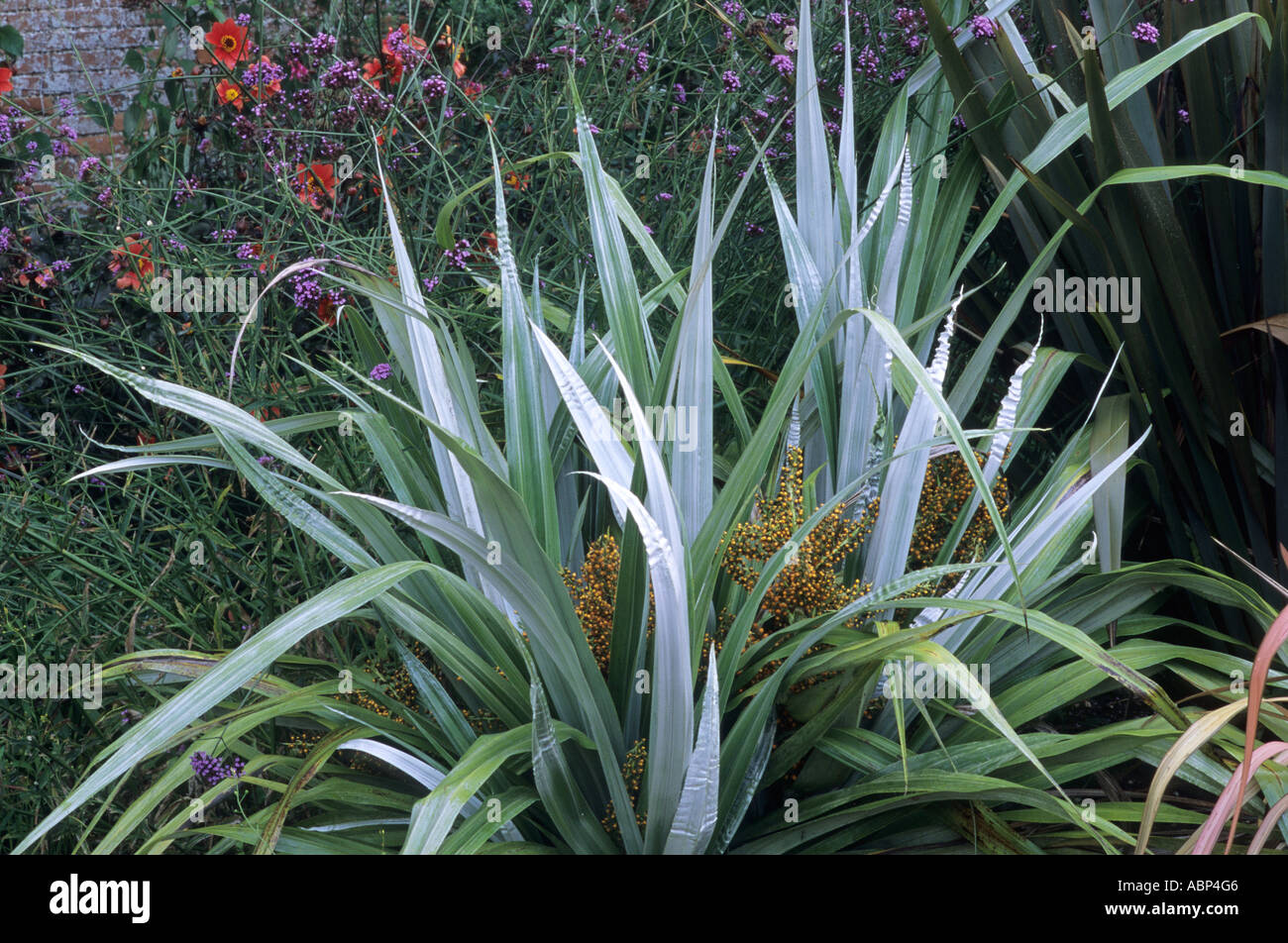 Astelia chathamica, syn. A.c.'Silver Spear', in flower, foliage plant astelias Stock Photo