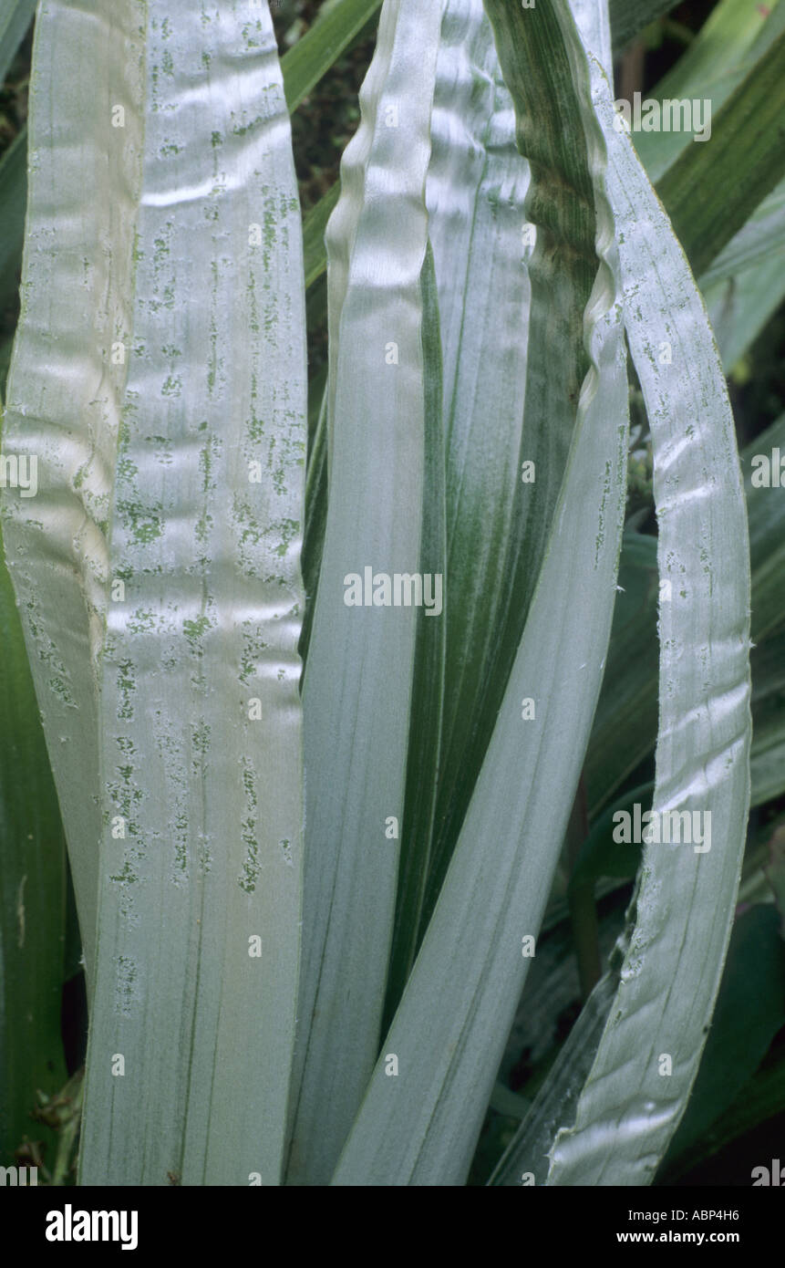 Astelia chathamica syn A c Silver Spear foliage plant Stock Photo