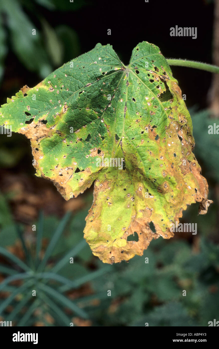 Rust on Hollyhock Leaf, plant disease, wilt, droop diseases hollyhocks Stock Photo