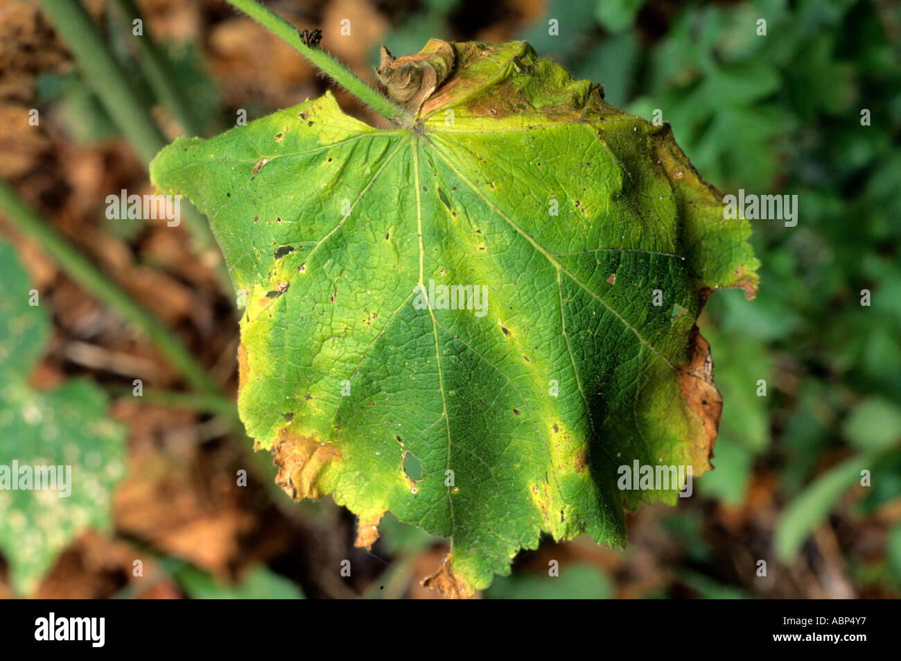 Rust on Hollyhock Leaf, plant disease, wilt, droop diseases hollyhocks Stock Photo