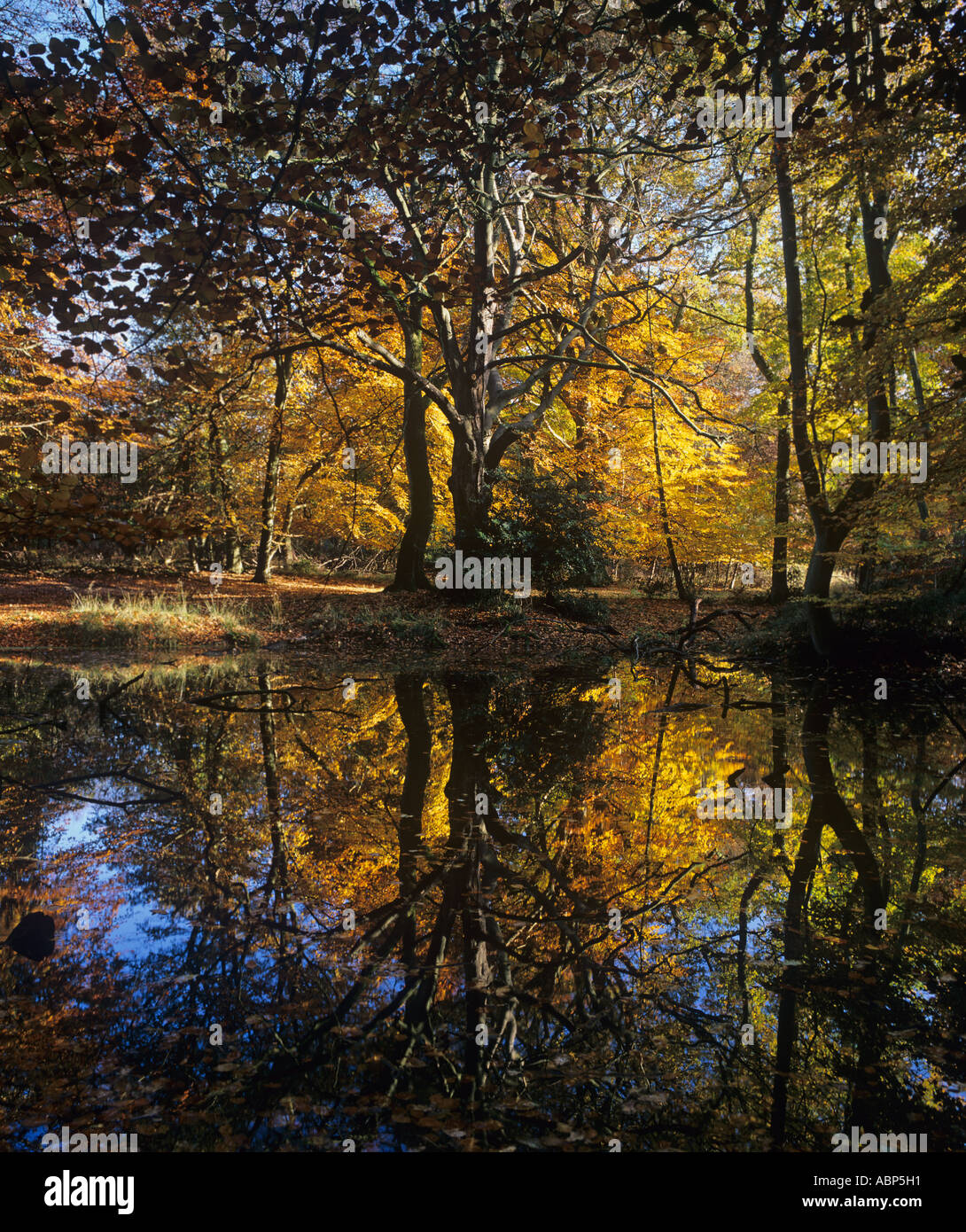 Queen beech tree hi res stock photography and images Alamy