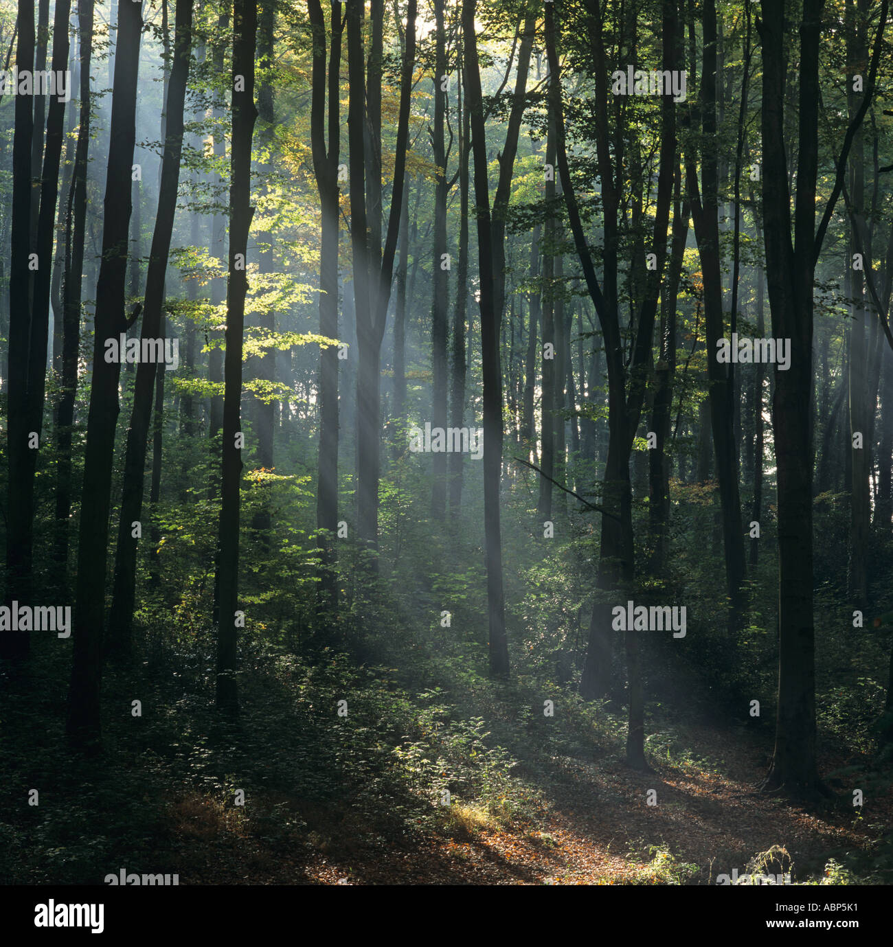 Chesham Bois Wood Buckinghamshire Stock Photo Alamy