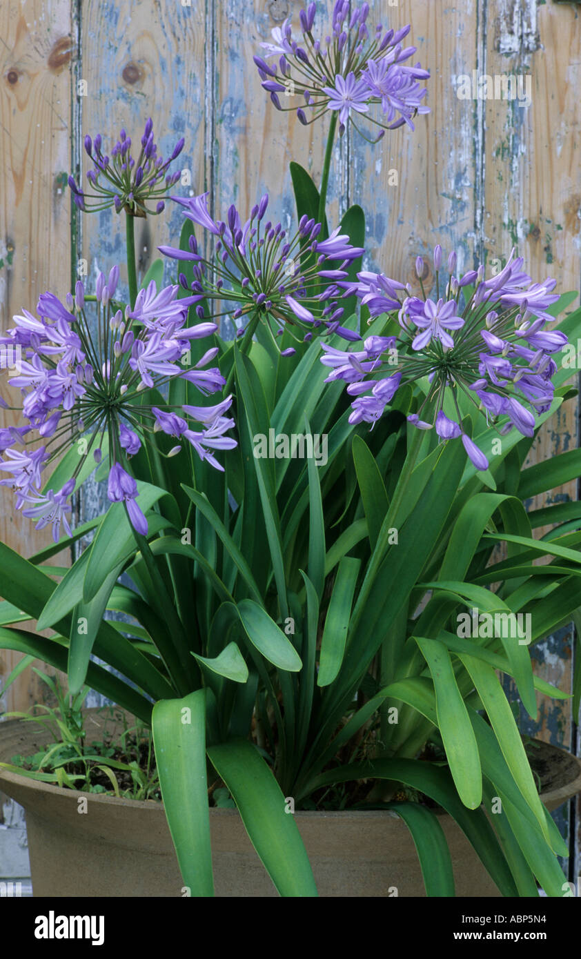 Agapanthus in Pot Planter Container Stock Photo Alamy