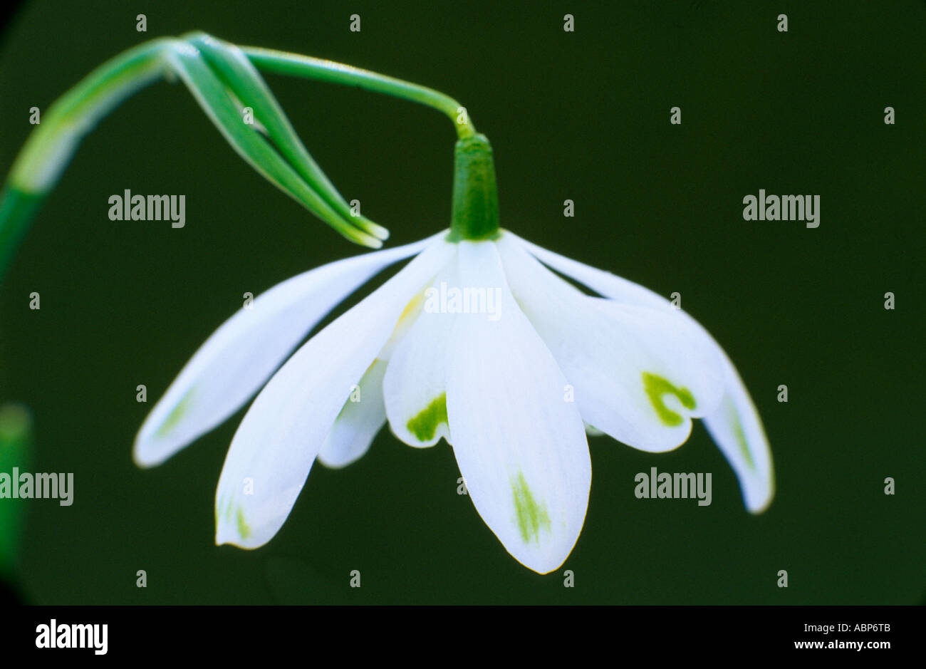 Galanthus nivalis 'Octopussy', snowdrop snowdrops Stock Photo