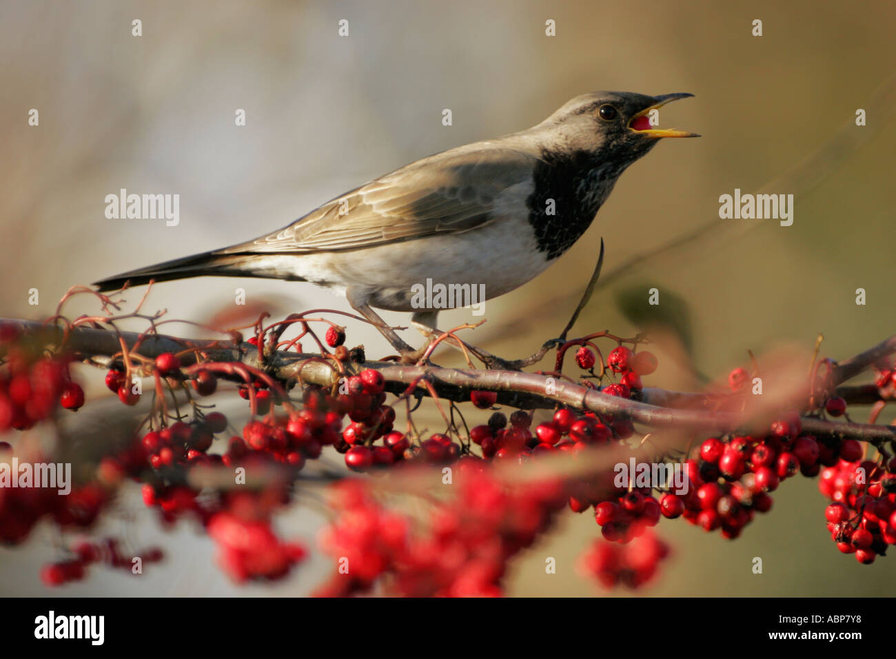 BLACK-THROATED THRUSH Turdus ruficollis, Eating a Cotoneaster Berry Stock Photo