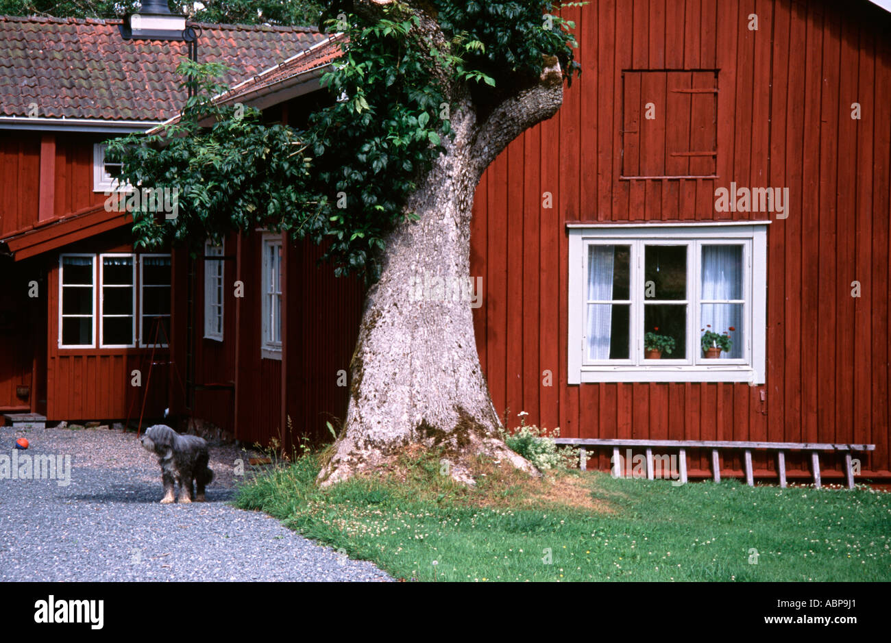 House and guarding dog Stock Photo