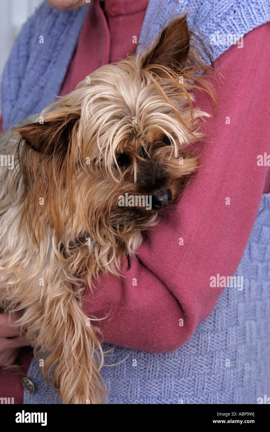 cute yorkshire terrier dog having a cuddle and fuss Stock Photo
