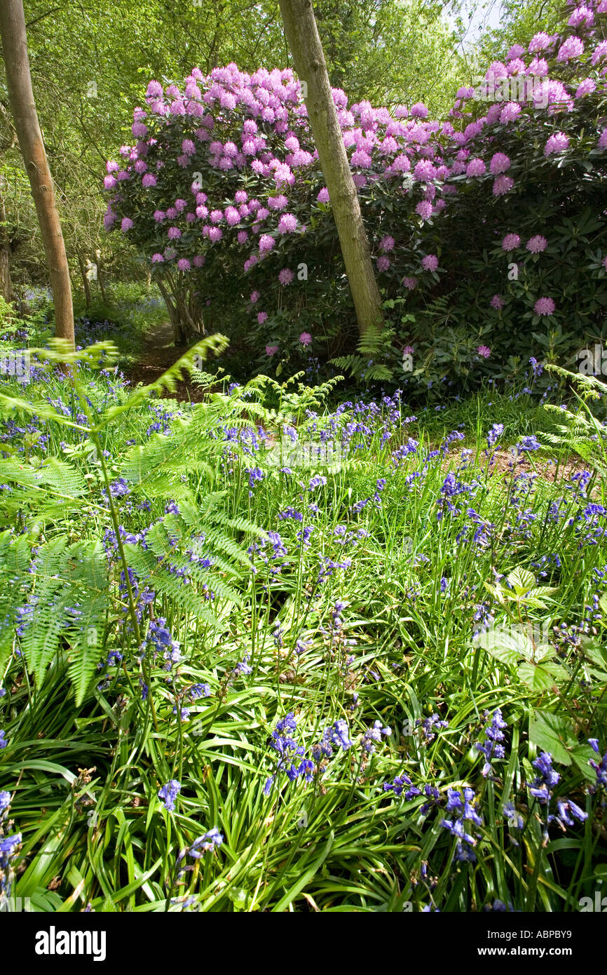West Bergholt bluebell woods. RHODODENDRON PONTICUM with lilac flowers, growing in a wood with Bluebells, HYACINTHOIDES NON-SCRI Stock Photo