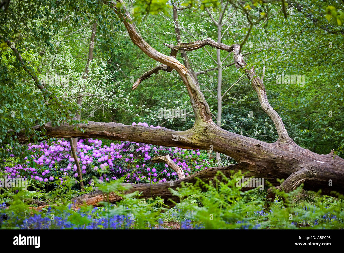 West Bergholt bluebell woods with dead fallen tree trunk and rhododendron bush behind Stock Photo