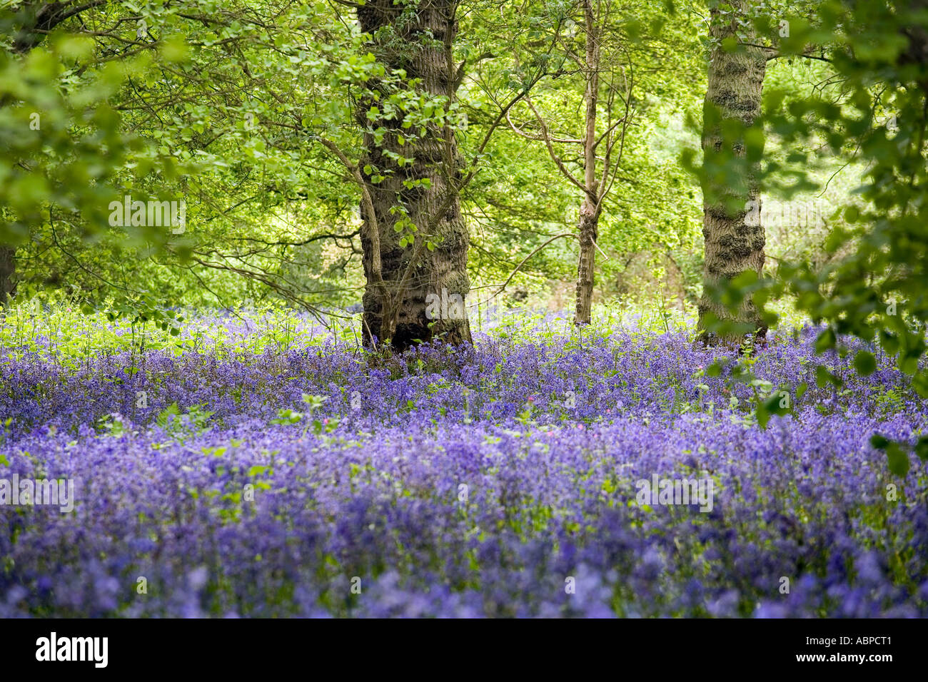 a field of bluebells at West Bergholt bluebell woods  (Hill House,woods) Stock Photo