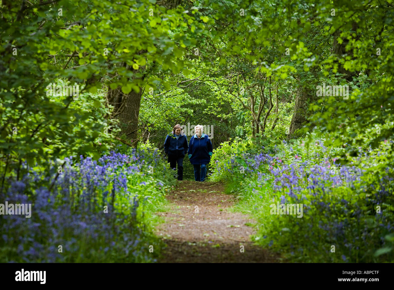 West Bergholt bluebell woods  (Hill House,woods) Stock Photo
