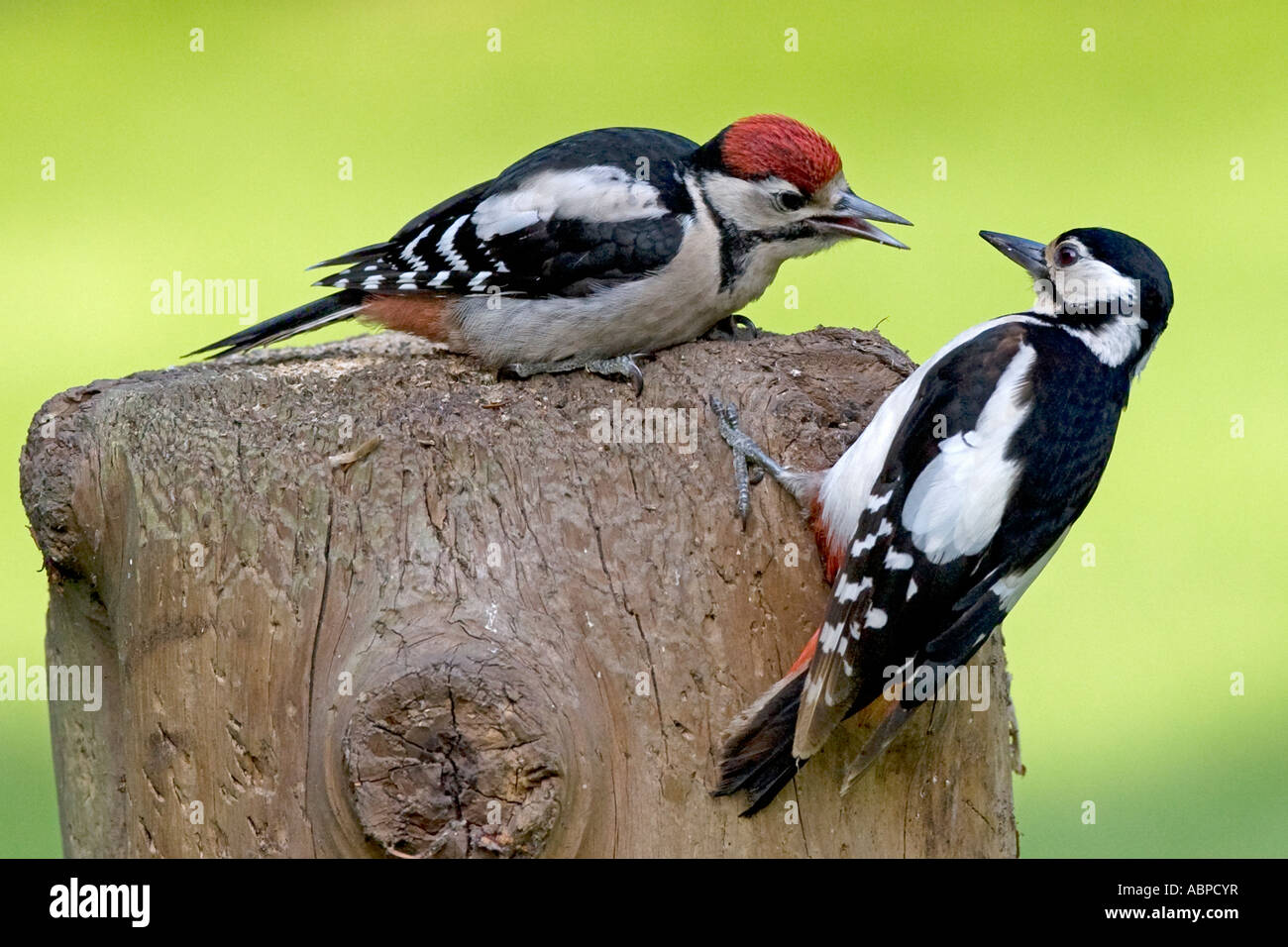British European birds. Great Spotted Woodpecker Dendrocopos major